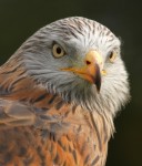 Red Kite II - September 2012